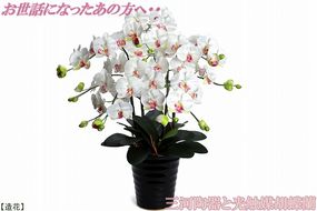 綺麗で丈夫な三河陶器で贈る光触媒胡蝶蘭大輪５本立（黒の陶器×白桜色の花）H100-079