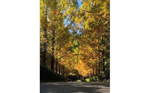 越知町応援寄附金（返礼品無し）50000円