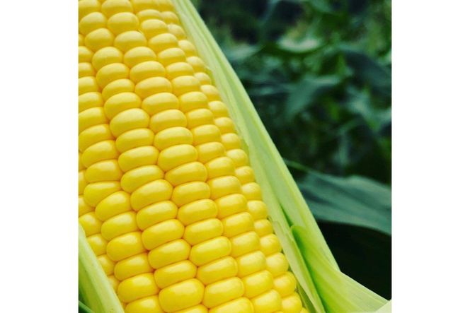 ＜てんとうむしばたけ＞有機とうもろこし5本　有機野菜 甘い 野菜 ふるさと納税 とうもろこし 期間限定 とうもろこしごはん かき揚げ 有機 オーガニック 産地直送 旬野菜 旬 コーン バター ペッパーランチ シャキシャキ 弾ける 丸ごと かぶりつきBR00029