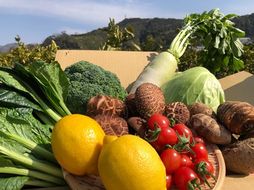 【産地直送】採れたて新鮮園主おすすめ季節の野菜セット AL04