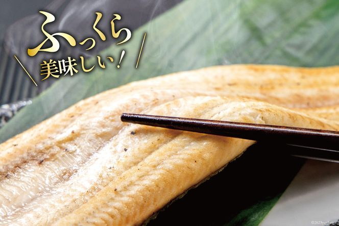 うなぎ 国産 静岡 白焼 130g以上×2尾 タレ山椒付き [大井川うなぎ 静岡県 吉田町 22424157] 鰻 ウナギ 真空パック 化粧箱 白焼き 静岡県吉田町産