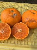 越冬本貯蔵 丹生みかん（にゅうけい） 約10kg  家庭用 混合サイズ ［高糖系］［マルシ農園］ CC58