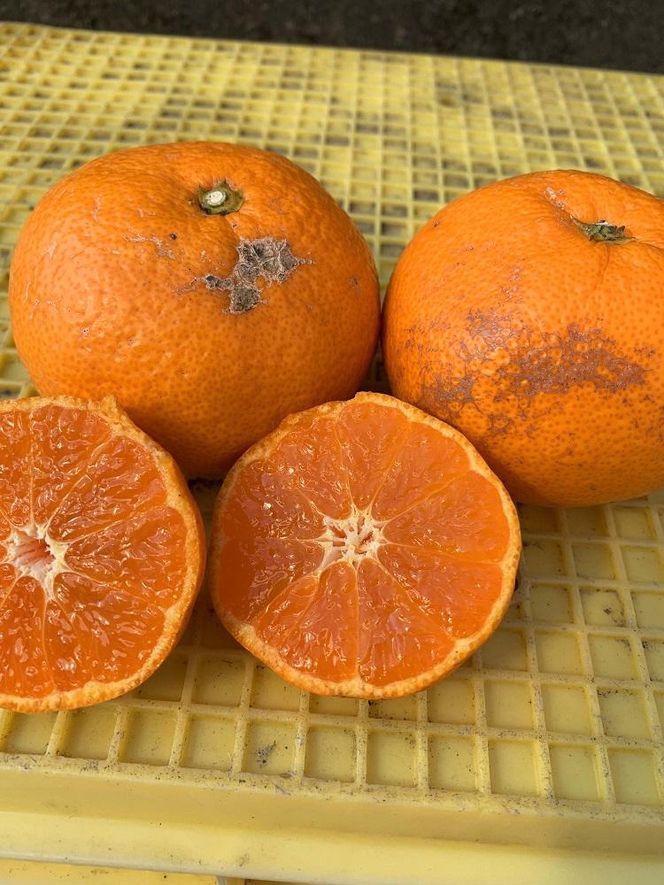 ya̎RLc쒬zz~{ O݂iɂイj 10kg  ƒp TCY mnnm}V_n CC58