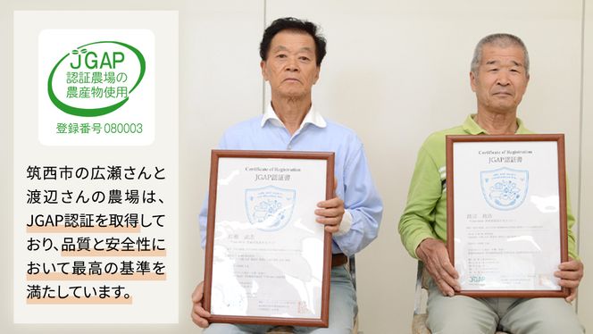 スピード発送!!【 JA 北つくば 】 JGAP認証 麦茶 1箱 ( 500ml × 24本 ) JGAP JA お茶 茶 ペットボトル 麦 大麦 二条大麦 ノンカフェイン カフェインゼロ スピード配送 [AE020ci]