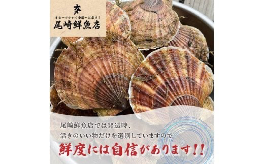 活貝ホタテ 3kg ( オホーツク 貝柱 魚介類 魚介 海鮮 貝類 帆立 刺身 バーベキュー BBQ )【091-0011-2024】