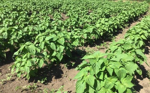 プレミアム エゴマ油 セット「周平」 食用油 調味料 エゴマ えごま 健康 無添加圧搾 国産 ギフト 贈答 プレゼント 福島県 田村市 ふくしま たむら 日本エゴマの会ふくしま N12-P20-01