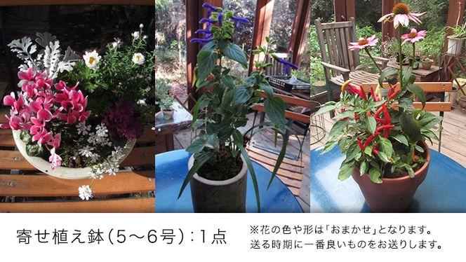 【 確実園 オリジナル 】 寄せ植え（おまかせ1点） ガーデニング 花 はな フラワー 鉢 鉢植え [BG003us]