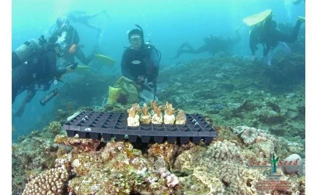 【SeaSeed】養殖サンゴ42株の移植放流