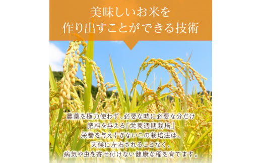 3ヶ月定期便】ななつぼし 白米5kg 北海道 北見市端野産 ( お米 米類 米