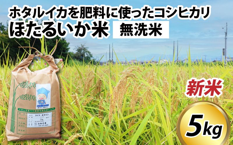 [先行予約][新米]ほたるいか米(新米/無洗米5kg)25年10月以降順次配送予定