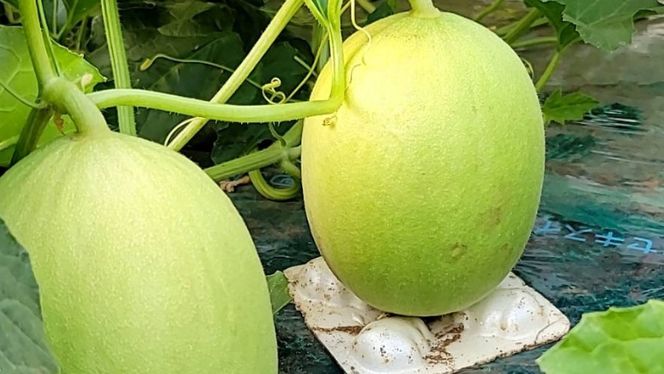 【 先行予約 5月下旬以降発送 】 令和8年産 ビレンス メロン 約2kg 1箱 2玉入り めろん 期間限定 産地直送 果物 フルーツ 青肉 甘い 新鮮 希少 ギフト [AV007ya]