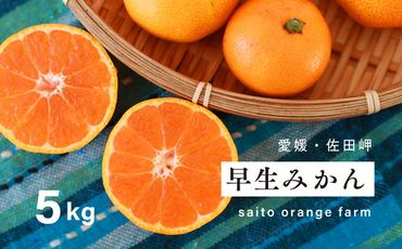 【先行予約】Saito Orange Farmの早生(わせ)みかん5kg ｜ 柑橘 みかん ミカン フルーツ 果物 愛媛　※離島への配送不可　※2024年12月上旬頃より順次発送予定