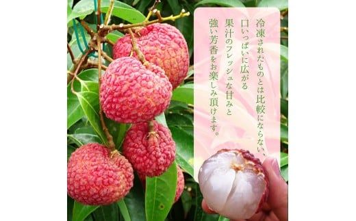 【先行予約】＜宮崎県産ライチ1kg＞2026年7月中に順次出荷【c071_mk_x6】