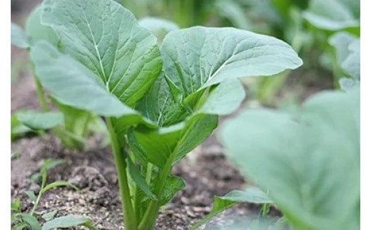 旬の奈良野菜セット(旬の野菜7品以上が入ります)