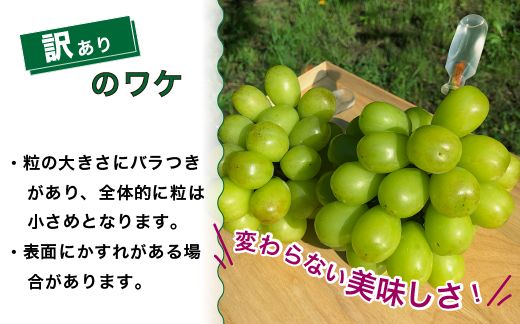 【早期予約】訳あり シャインマスカット 約2kg 樹熟 3～4房｜富山県産 マスカット ぶどう ブドウ 葡萄　※北海道・沖縄・離島への配送不可　※2024年10月上旬～12月下旬頃に順次発送予定