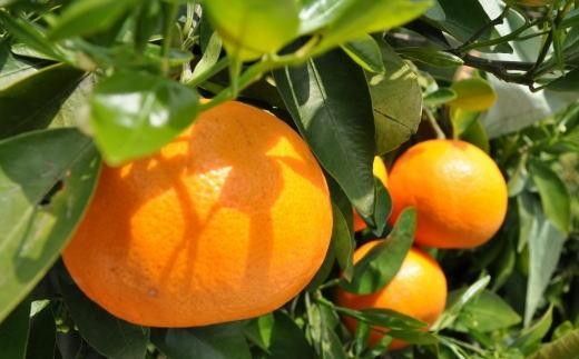和歌山県産セミノールオレンジ約5kg(サイズ混合　秀品)★2025年4月頃より順次発送【TM146】XH92141