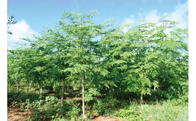 奇跡の植物＜モリンガ＞パウダー（2個セット） ☆ お茶 お手軽 持ち運び 沖縄 読谷村産