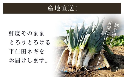 下仁田ネギLサイズ【4㎏】 ANAR012