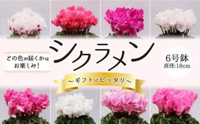 【2025年12月〜発送】【ギフトにピッタリ！】シクラメン 6号 鉢 / 南島原市 / 中川ナーセリー長崎 [SDL001]