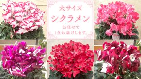 シクラメン 「大サイズ」【 おまかせ 1点 】 ガーデニング 花 はな フラワー 鉢 鉢植え 常温 ギフト プレゼント 贈り物 贈答 牛久市 確実園 [BG008us]