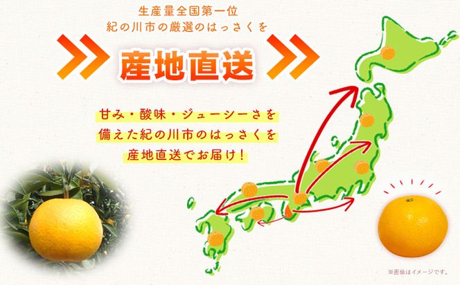 八朔 約10kg ｍ＆ｎ果実園《2025年1月下旬-3月中旬頃出荷》和歌山県 紀の川市 果物 フルーツ はっさく 柑橘類 送料無料---wsk_mnk1_h13_23_13000_10kg---