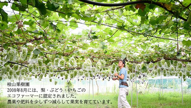 【 先行予約 】茨城県産 シャインマスカット3房と旬の梨詰め合わせ 約5kg ( 茨城県共通返礼品 : 常陸太田市 )【 2025年 9月中旬頃より発送 】 梨 ナシ なし 和梨 シャインマスカット フルーツ ぶどう 葡萄 ブドウ マスカット 果物  期間限定 数量限定