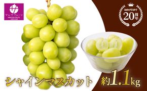 ＜25年発送先行予約＞シャインマスカット 約1.1kg以上 山梨県笛吹市一宮産 朝採り 産地直送  088-023