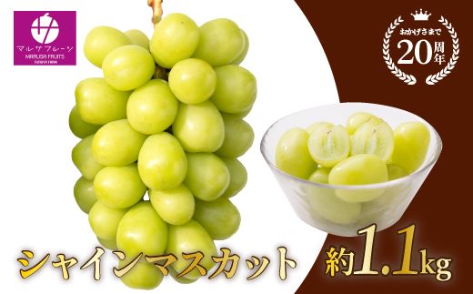 【2026年発送★先行予約】シャインマスカット 約1.1kg以上 山梨県笛吹市一宮産 朝採り 産地直送  088-023-26y