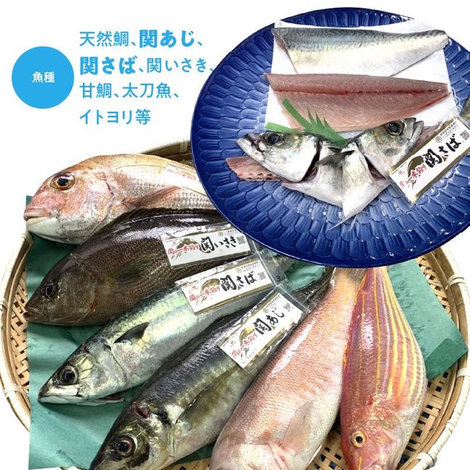 【E04025】佐賀関産　朝獲れ鮮魚　おまかせ詰め合わせ　約2kg
