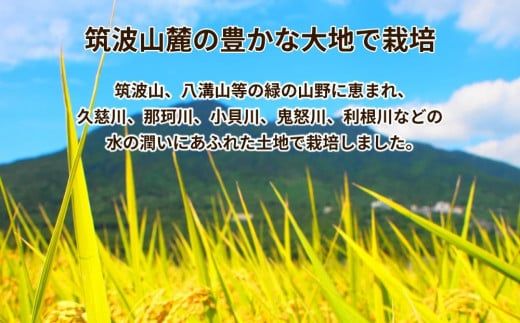 令和6年産茨城県産コシヒカリ　精米　合計10kg (5kg×2袋) ※離島への配送不可　※2024年9月中旬頃に順次発送予定