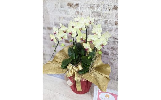 C008 ☆金賞受賞☆超希少！イエロー胡蝶蘭’日の出’小 ミディサイズ（3本立）