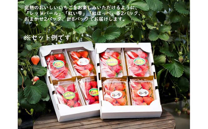 いちご 品種おまかせ8パック あかまつ農園｜鬼北町 苺 農家直送 レッドパール 紅い雫 紅ほっぺ 贈り物 ギフト　※2025年2月中旬～3月中旬頃に順次発送予定