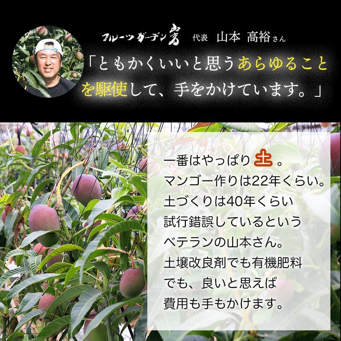 かおる・とろける！土佐マンゴー(2～5個)×１箱 