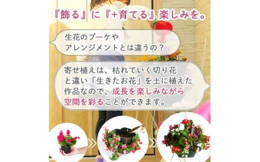 C052 宿根草「ヒューケラの花うるるハンギング寄せ植え」Ｍサイズ