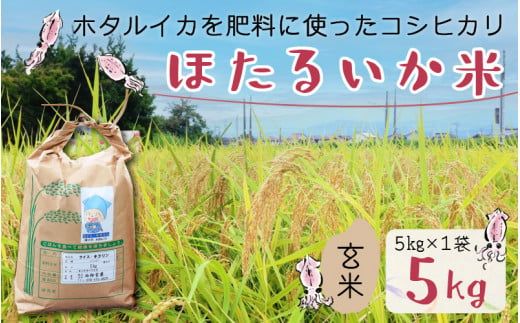 【訳あり】ほたるいか米（玄米５kg）【通年発送】