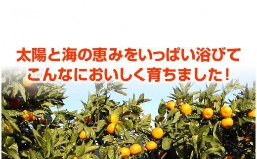 145.訳アリ 旬のかんきつ詰め合わせ 10kg(A145-4)