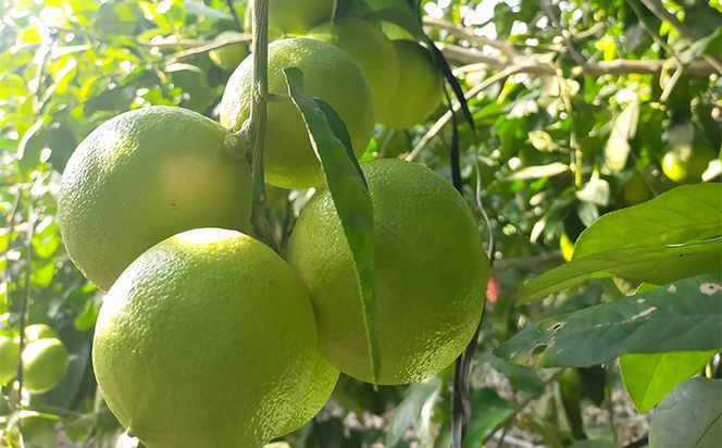 美浜町産温室ベルガモット　生果実『自宅用2kg入り』　※2025年11月上旬頃～2026年2月下旬頃に順次発送予定