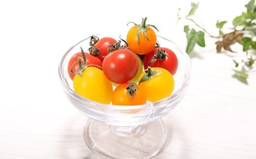1月～6月毎月発送　まるでトマトの宝石箱！ジュエリートマトの定期便　約700g×6回コース　H004-170