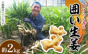 【2026年1月末〜順次発送】囲い生姜 約 2kg / ショウガ しょうが 生姜 / 南島原市 / ふくはちファーム [SBS010]