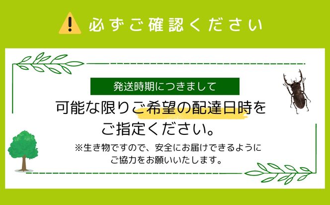 オオクワガタペア 飼育 セット 65mm～ 9月以降発送 クワガタ 自由研究 昆虫 成虫 生体 虫 飼育 夏休み 観察 自然 環境 学習 子供 孫 プレゼント 贈答 人気 福島県 田村市 田村 ふくしま たむら ムシムシランド N02-O20-01