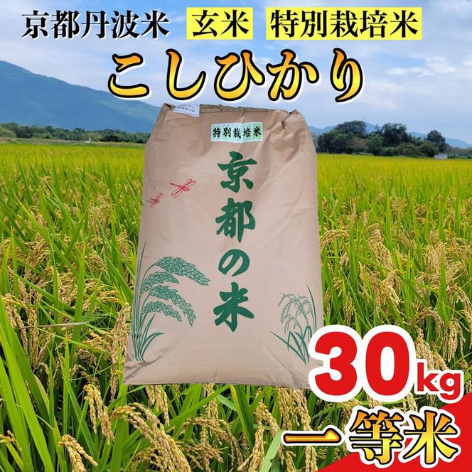 玄米 30kg 京都丹波米 こしひかり◇《米 一等米 コシヒカリ 特別栽培米 減農薬》 ※北海道・沖縄・離島への配送不可