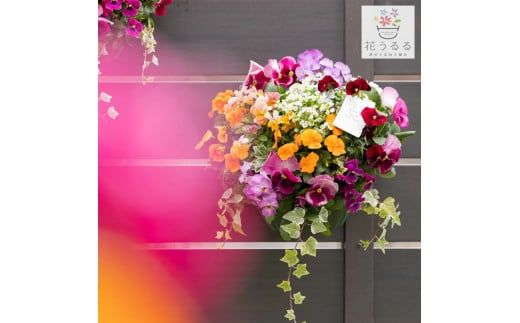 D086 パンジー＆ビオラの花うるるハンギング寄せ植え「カシスオレンジ Ｍサイズ」