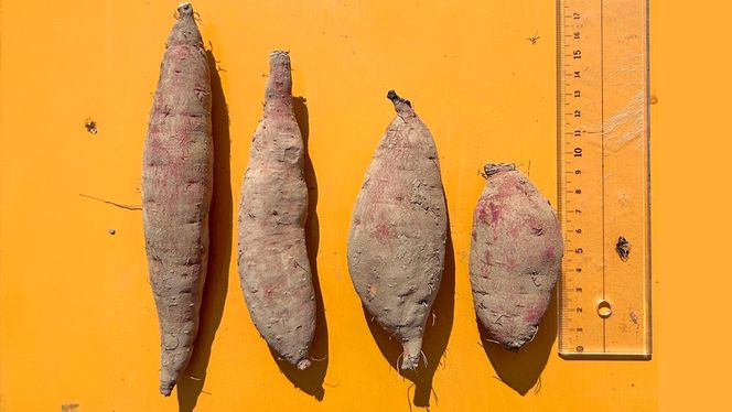 【 先行予約 2025年11月下旬以降発送 】【 訳あり 】 八千代町産 熟成小芋 紅はるか 生芋 土付き 10kg さつまいも サツマイモ 芋 イモ ふるさと納税 6000円 訳アリ [AX052ya]