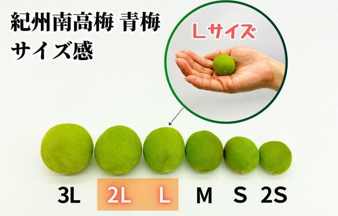 【2026年7月上旬～出荷予定】梅 冷凍 青梅 南高梅 5kg ( 1kg × 5袋) 秀品 2L or Lサイズ 和歌山県産 紀州有田  【みかんの会】AX280