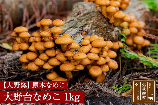 原木なめこ「大野台なめこ」１kg|ookl-00001