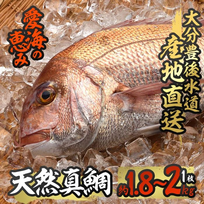 天然 真鯛 (約1.8-2kg・1枚) 直送 産直 漁師 魚 鮮魚 天然 マダイ 鯛 白身魚 獲れたて 刺身 煮つけ 塩焼き 冷蔵 豊後水道 鮮魚 大分県 佐伯市 愛海の恵み[CS02][ (有)丸昌水産]