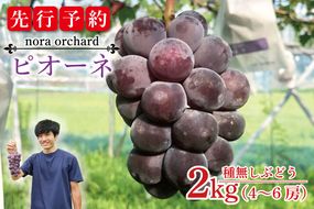 【先行予約】数量限定！種無しぶどう ピオーネ 合計2kg (4～6房) | ９月上旬より順次発送 数量限定 ブドウ 葡萄 ピオーネ 種なし 種なしブドウ 旬 果物 フルーツ 濃厚 ジューシー 益子町産 新鮮 (DC002)
