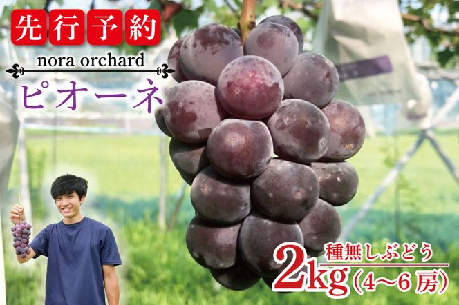 【先行予約】数量限定！種無しぶどう ピオーネ 合計2kg (4～6房) | ９月上旬より順次発送 数量限定 ブドウ 葡萄 ピオーネ 種なし 種なしブドウ 旬 果物 フルーツ 濃厚 ジューシー 益子町産 新鮮 (DC002)