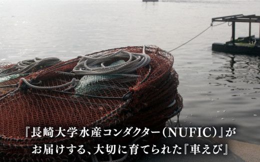 深江町漁協産車えび の生塩糀漬け ３〜４人前  / 車えび 塩こうじ / 南島原市 / 三ツ池 [SCK004] 