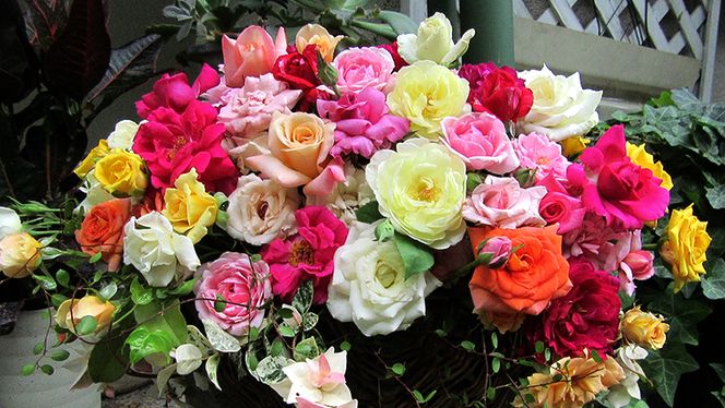 バラ「香りのバラアレンジメント」[BN004ci]